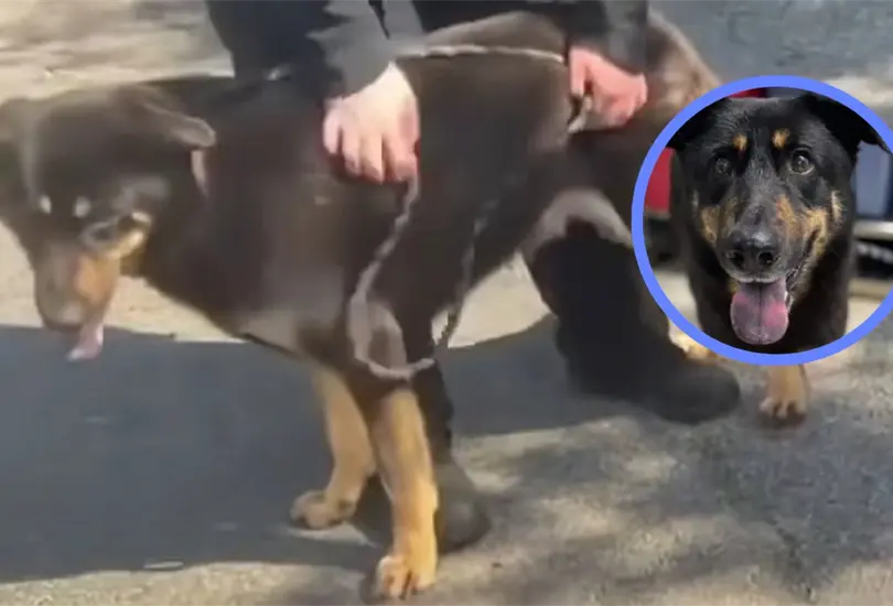Pareja homosexual adopta a Fezco, perrito que fue abandonado por ser gay
