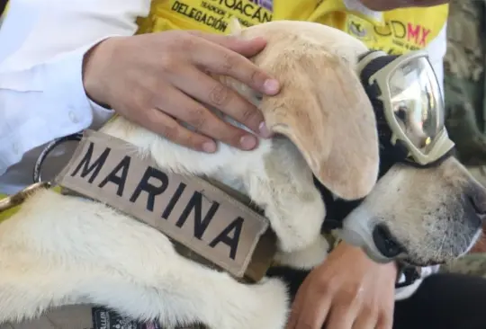 La perrita se despierta a las 6 de la mañana, pasea por el jardín y duerme en una colchoneta especial. La perrita se despierta a las 6 de la mañana, pasea por el jardín y duerme en una colchoneta especial.