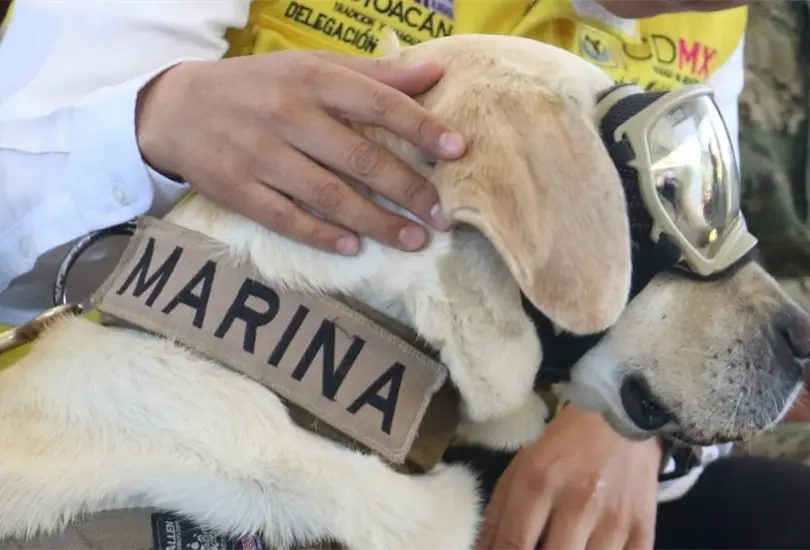 La perrita se despierta a las 6 de la ma&ntilde;ana, pasea por el jard&iacute;n y duerme en una colchoneta especial.