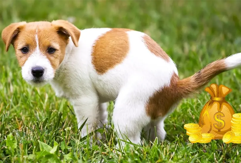 Empresa paga por oler heces de perro Empresa paga por oler heces de perro