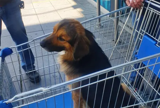 Perrito es abandonado