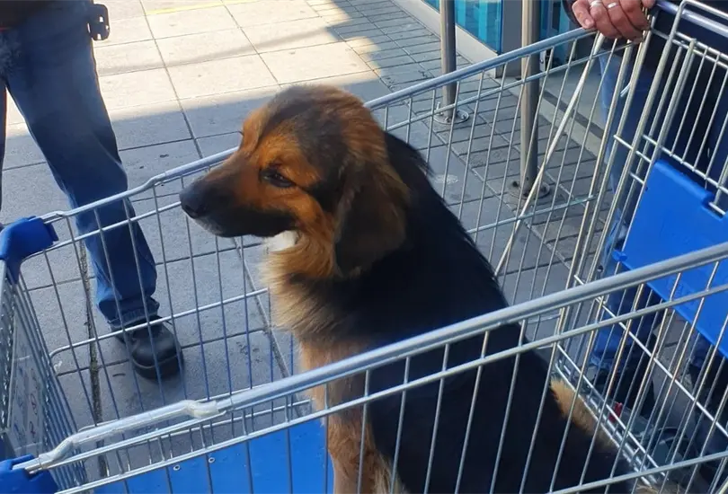 Perrito es abandonado