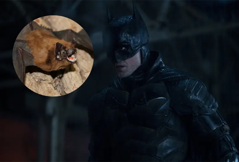 The Batman fan suelta murci&eacute;lagos en plena proyecci&oacute;n y detienen la cinta  VIDEO