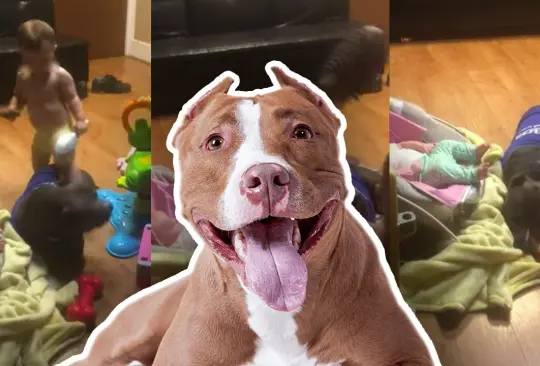 Un perro Pítbull se vuelve viral al ser niñera de dos bebés