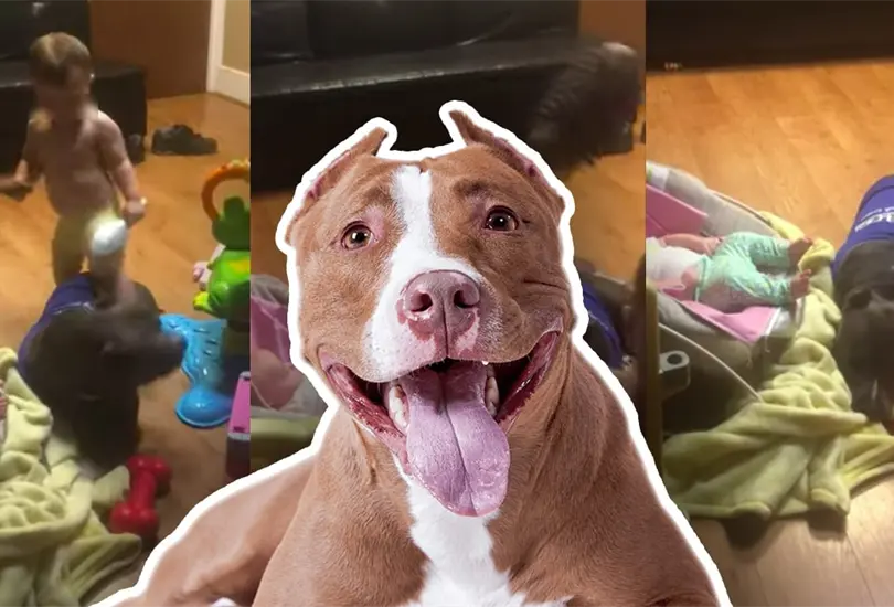 Un perro P&iacute;tbull se vuelve viral al ser ni&ntilde;era de dos beb&eacute;s