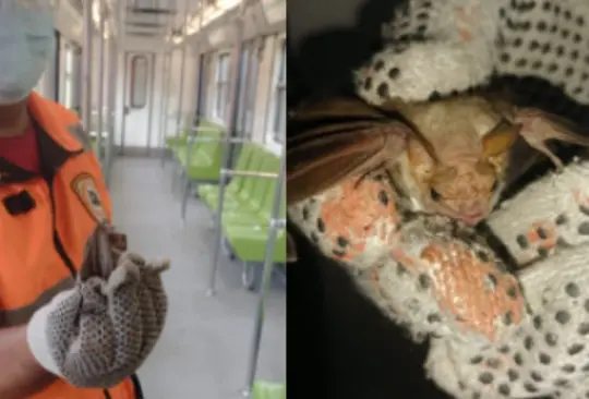 Un murciélago ingreso a un vagón de uno de los trenes de la Línea 8 del Metro. Un murciélago ingreso a un vagón de uno de los trenes de la Línea 8 del Metro.