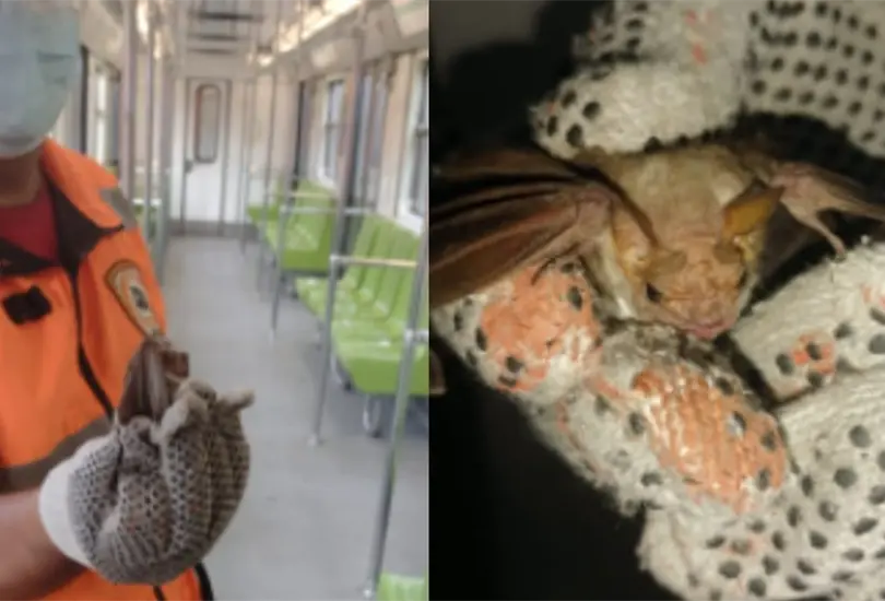 Un murci&eacute;lago ingreso a un vag&oacute;n de uno de los trenes de la L&iacute;nea 8 del Metro. 