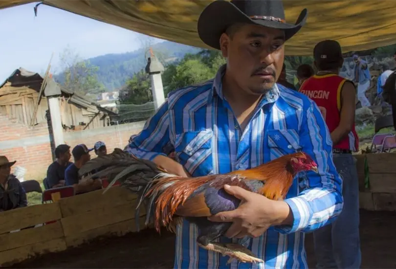 Las peleas de gallos llegaron desde Filipinas. Las peleas de gallos llegaron desde Filipinas.