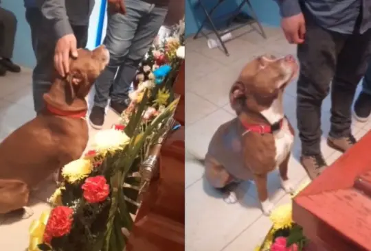 Perrito se despide de su dueña