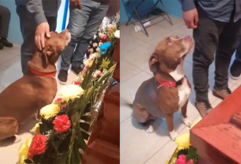 Perrito se despide de su due&ntilde;a
