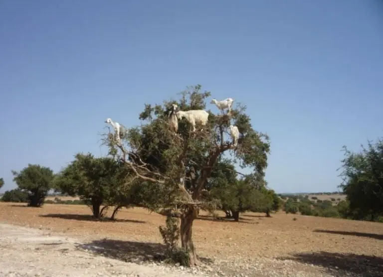 El árbol arganes es originario de Marruecos. Foto: especial.