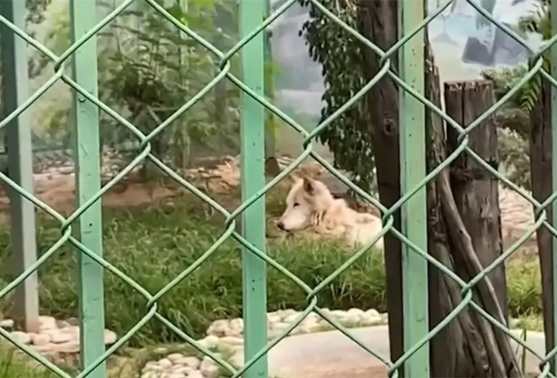 El ni&ntilde;o fue mordido por un lobo canadiense en un zool&oacute;gico de Neza