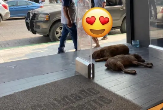 Perritos en Cuidado con el Perro