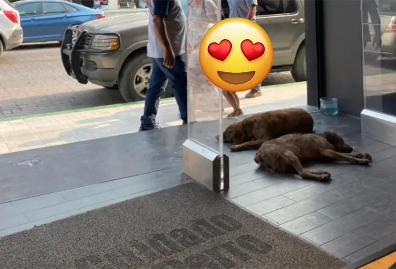 Perritos en Cuidado con el Perro Perritos en Cuidado con el Perro