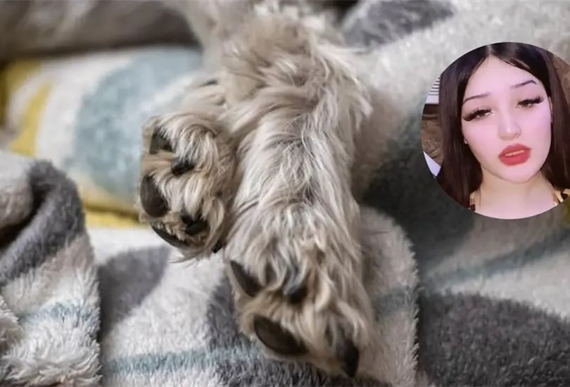 La mujer mostró en video a su perrita disecada. La mujer mostró en video a su perrita disecada.