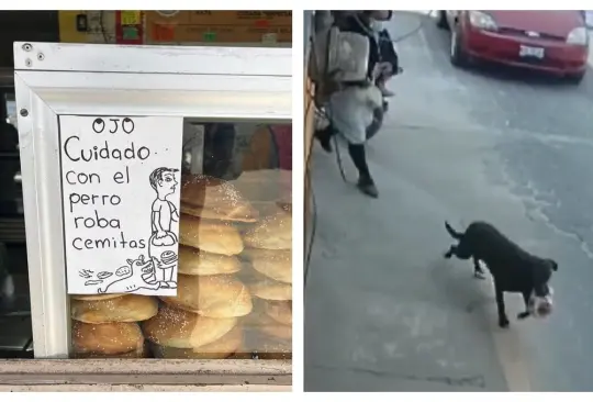 Alertan por perrito que roba cemitas