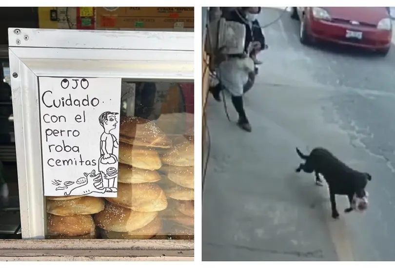 Alertan por perrito que roba cemitas