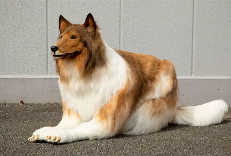 Disfraz de perro collie
