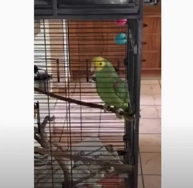 Perico responde cuando tocan la puerta (TikTok @jhosuargz)