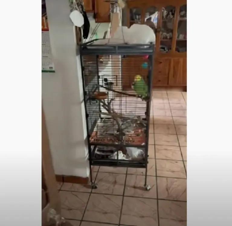 Perico responde cuando tocan la puerta (TikTok @jhosuargz)