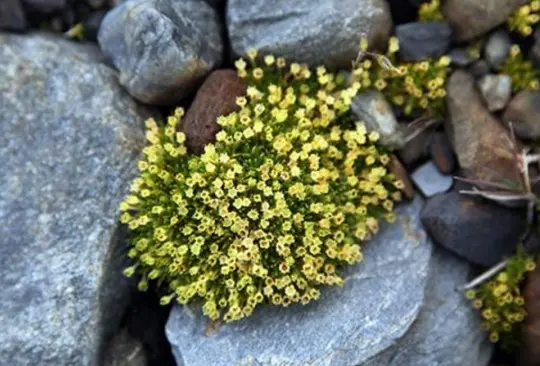 Esta especie de flores se encuentran en el continente.