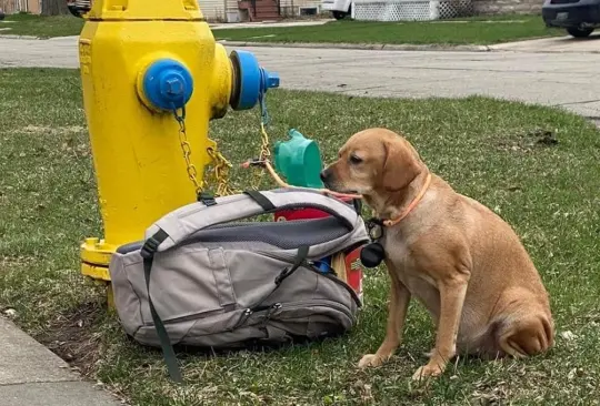 Perrita es abandonada con una mochila