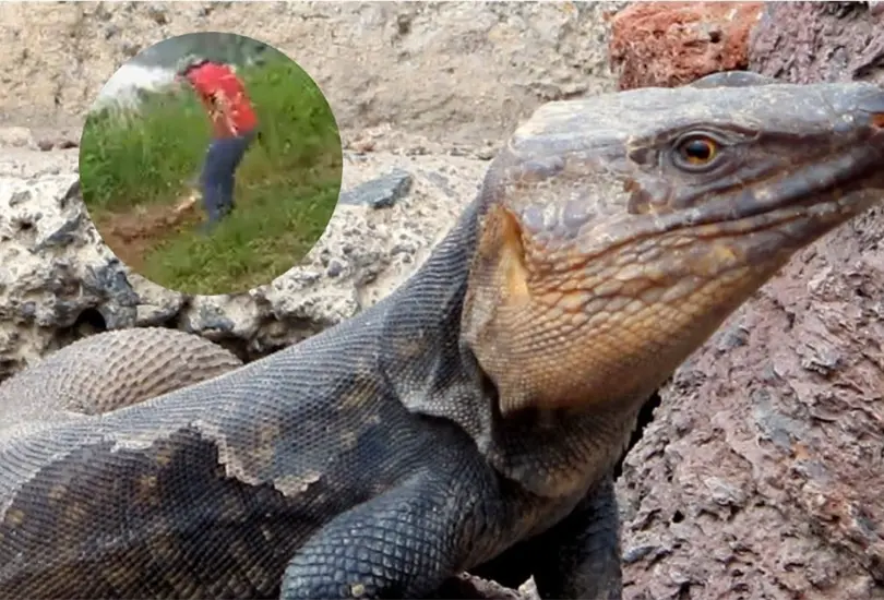 Hombre es atacado por lagarto en laguna de Tabasco. 