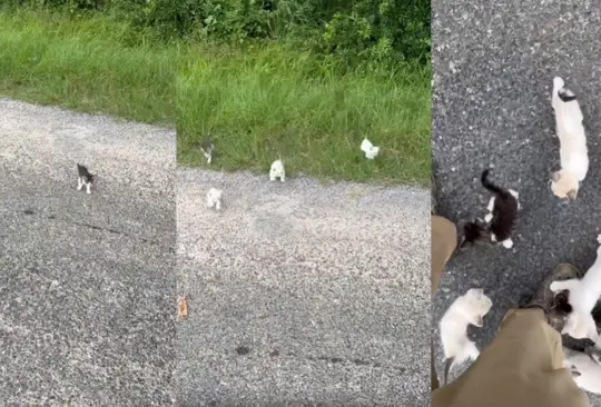 Los gatitos aparecieron de la nada y emboscaron al hombre. 