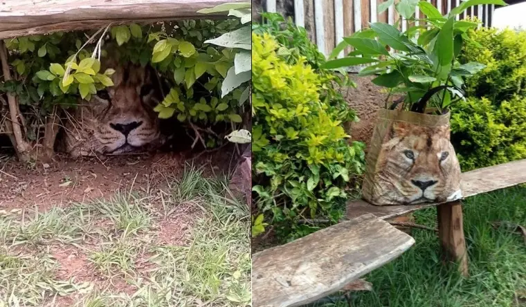 Alertan de supuesto le&oacute;n escondido entre arbustos de una finca, resulta ser una bolsa de compras