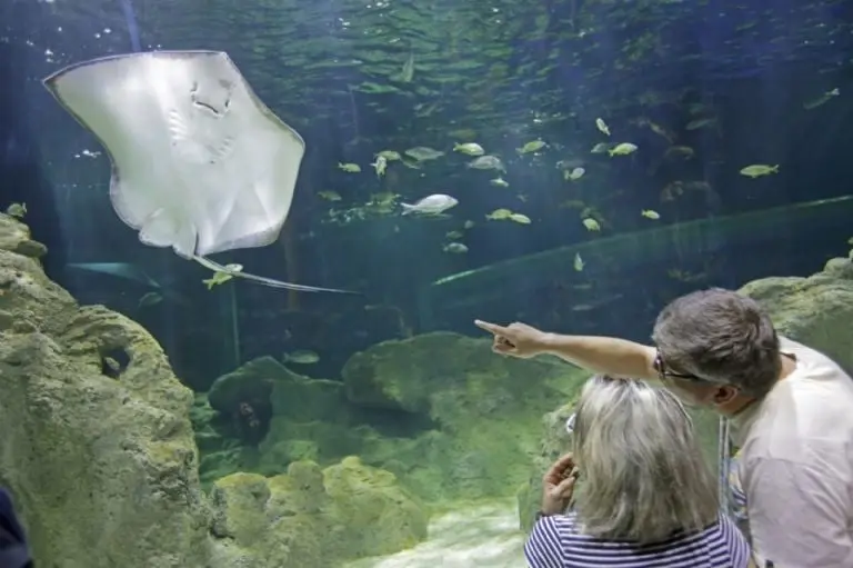 Acuario Michín en Guadalajara. Foto: Cuartoscuro.