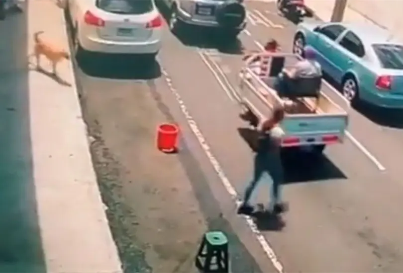 El perrito cruz&oacute; por el paso peatonal. 