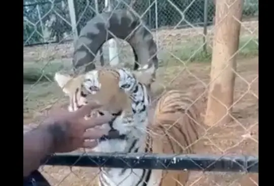 El hombre metió la mano para alimentar al tigre. 