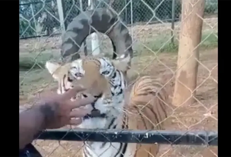 El hombre meti&oacute; la mano para alimentar al tigre. 