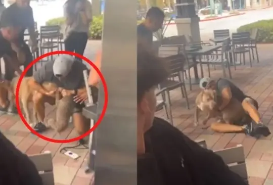 "¿Raza maldita?" Pitbull ataca violentamente a cachorro en restaurante y enciende debate | VIDEO