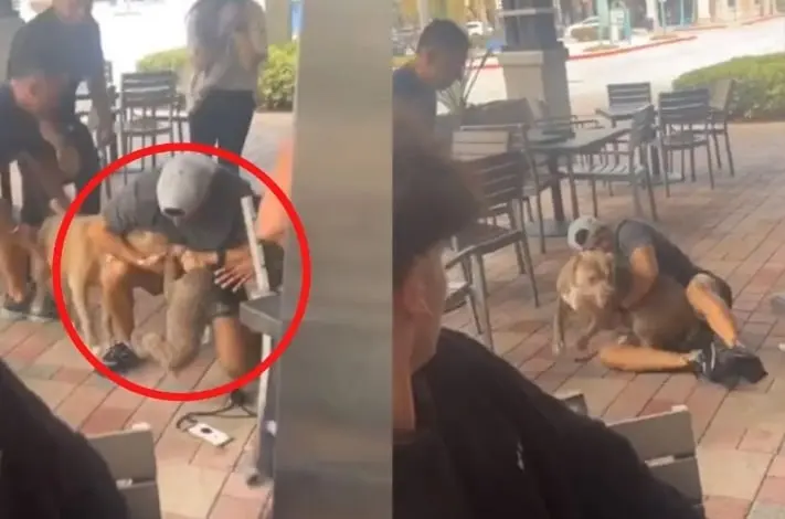 "¿Raza maldita?" Pitbull ataca violentamente a cachorro en restaurante y enciende debate | VIDEO "¿Raza maldita?" Pitbull ataca violentamente a cachorro en restaurante y enciende debate | VIDEO