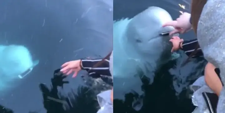 Hermosa ballena beluga rescata el celular de mujer a la que se le cay&oacute; al mar | VIDEO