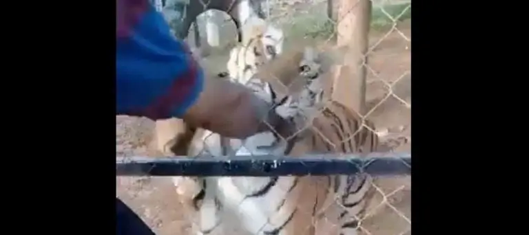 El tigre le mordió el brazo al cuidador. Foto: captura de pantalla.
