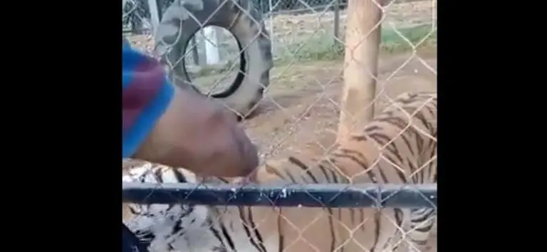 El tigre comió lo que el hombre le ofreció. Foto: captura de pantalla.