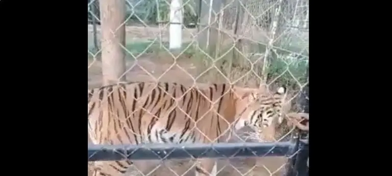 El tigre atacó al cuidador mientras le daba de comer. Foto: captura de pantalla.