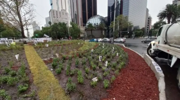 El ahuehuete se encuentra en Paseo de la Reforma. Foto: Sedema.