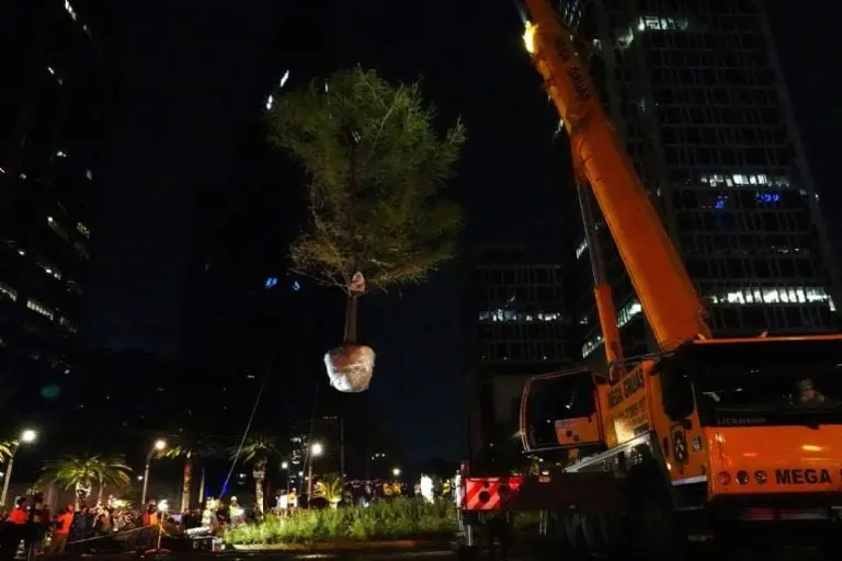 El ahuehuete fue plantado el pasado 5 de junio. Foto: Cuartoscuro.