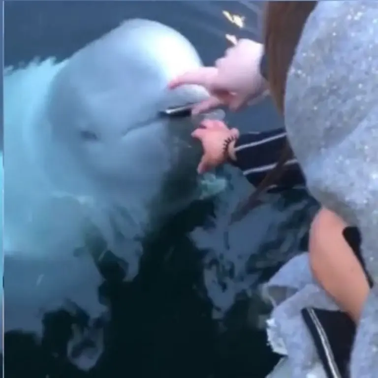 La beluga devolvió en celular con toda generosidad y sin titubear. Foto: Instagram.