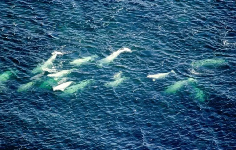 Las belugas son criaturas que viven en los mares más fríos del planeta. Foto: Wikimedia