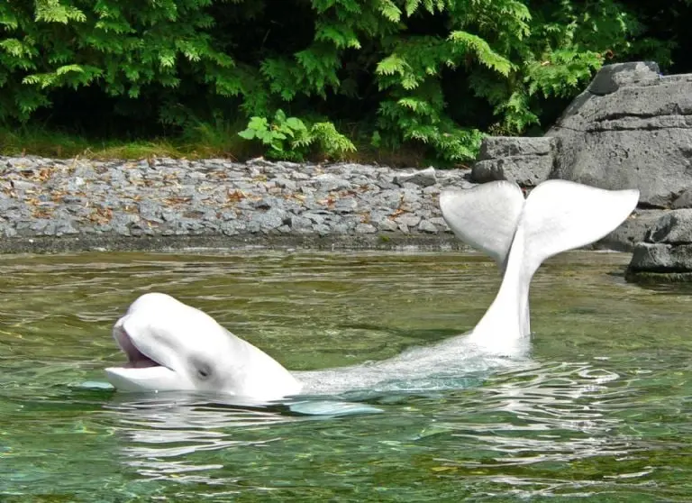 La protuberancia en al frente de la beluga se conoce como