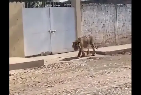 El tigre de bengala camino por algunas calles en Nayarit. 