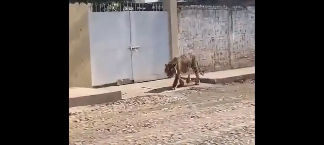 El tigre de bengala camino por algunas calles en Nayarit. 