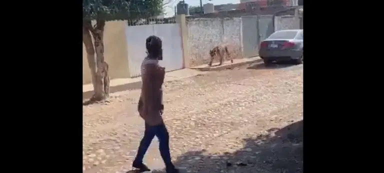 Una mujer pasó muy cerca del tigre. Foto: captura de pantalla.