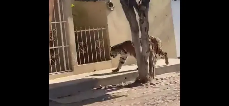 El tigre se detuvo frente a una casa. Foto: captura de pantalla.