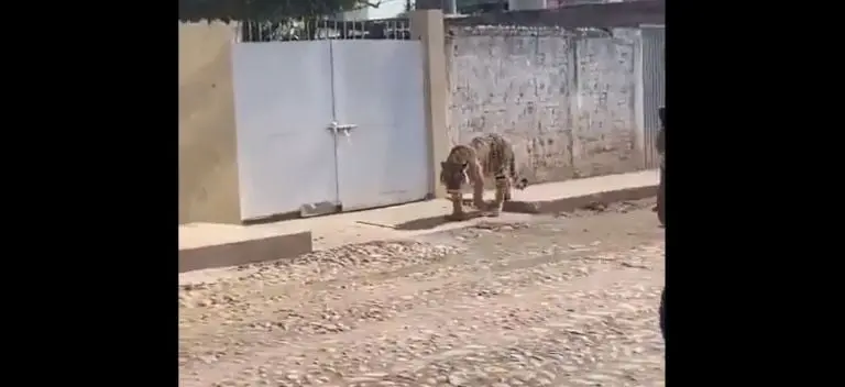 Momento después, el dueño del animal fue por él. Foto: captura de pantalla.