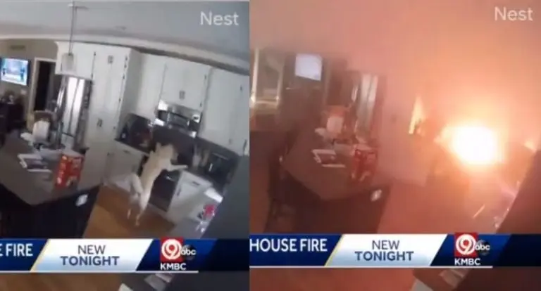 El momento en que el perro enciende la estufa y el posterior incendio. Foto: Twitter. @eldiario